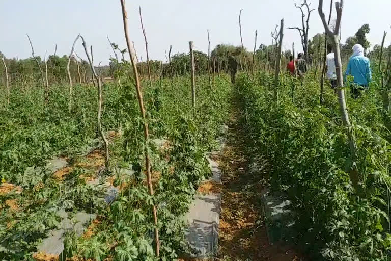 Bitter gourd cultivation