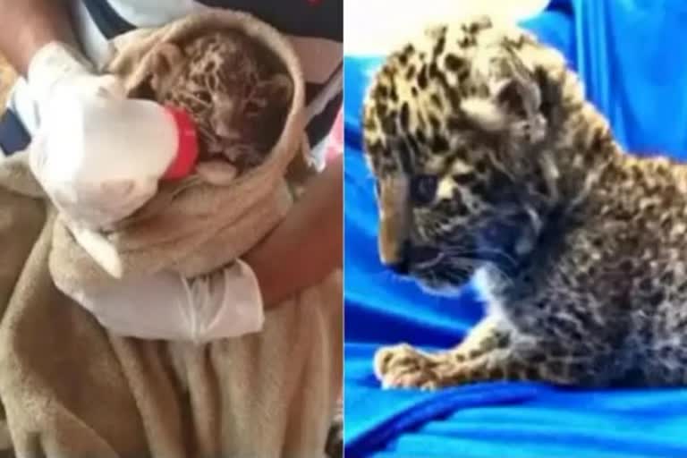 Leopard baby separated from mother in Meerut