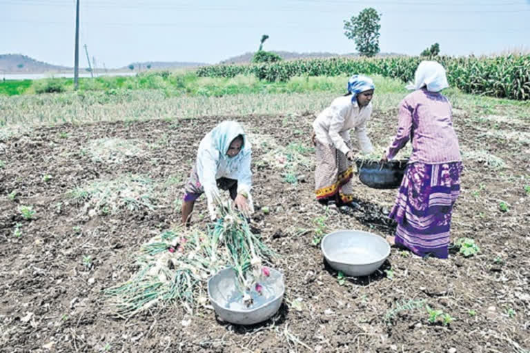 ప్రత్యామ్నాయ పరేషాన్‌.. మద్దతు ధర దక్కక, పెట్టుబడి తిరిగిరాక నిరాశ