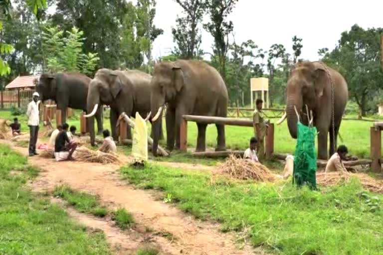 ಸಾಕಾನೆ ಶಿಬಿರ