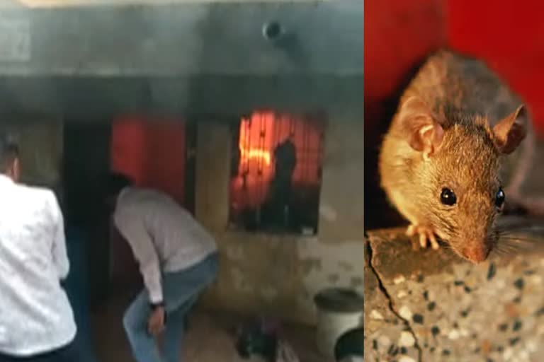 Rat sets fire to house