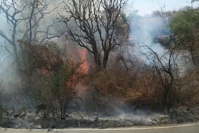 forest fire in udaipur