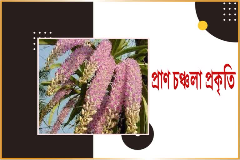 খৰিকাজাঁইৰ সুবাসে আনিছে বিহুৰ বতৰা