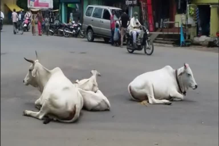 Animals found on the road in MP will be fined thousands