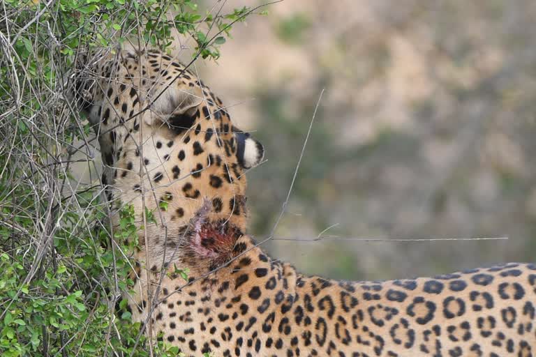 leapord fight in jhalana leapord safari,  forest department of jaipu