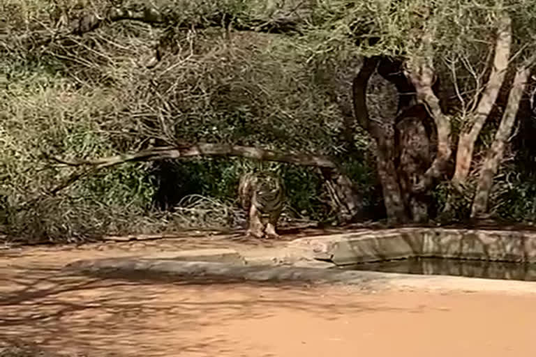 tigers Sighting in Sariska