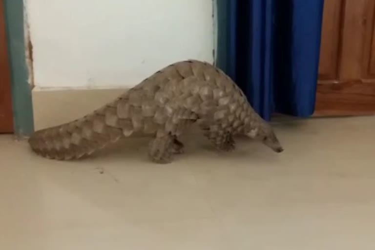 pangolin seized in balangir