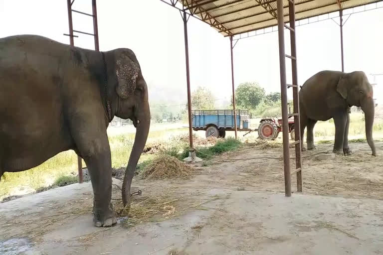 Fodder crisis deepens in front of two elephants