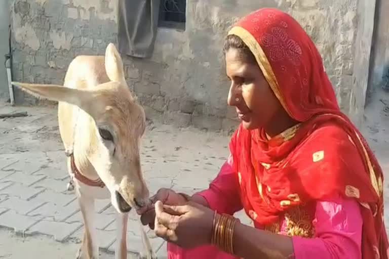 deer and woman Friendship in Panipat