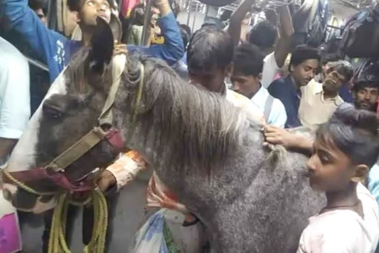 Horse traveled in local train