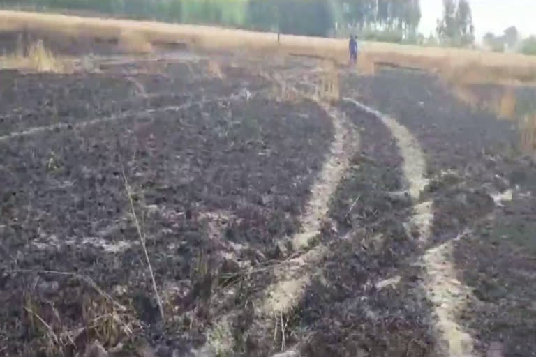 fire in wheat crop in yamunanagar