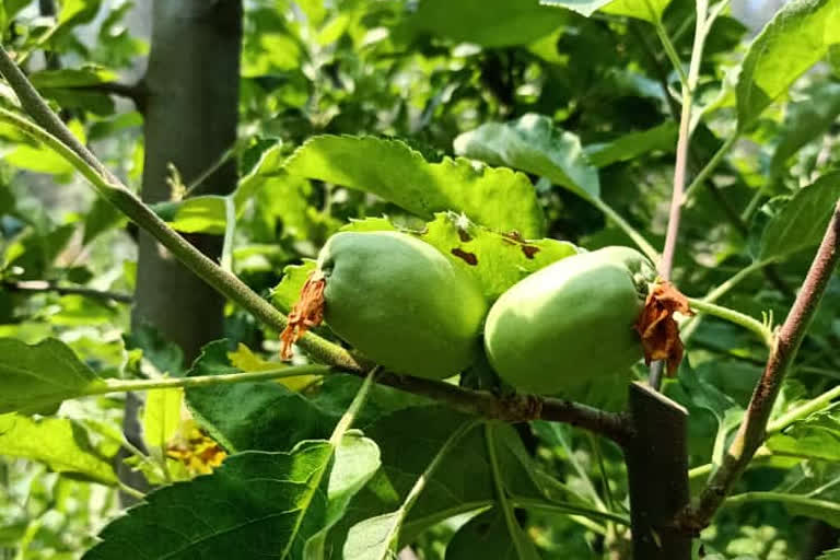 Apple crop affected