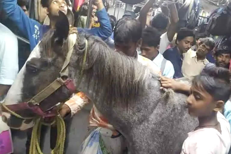 Horse travels on local train in West Bengal