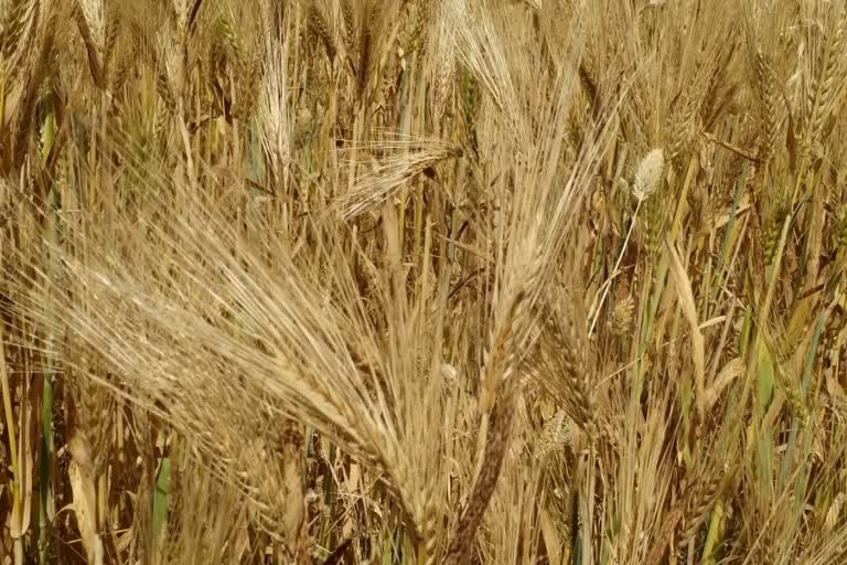 Reduction in wheat production in Haryana