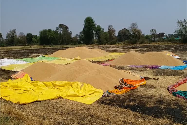 Farmers selling wheat to traders