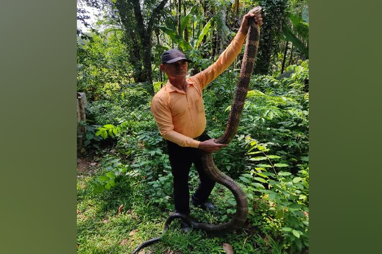 king cobra rescued in Chikkamagalur