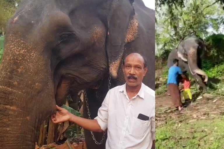 മലപ്പുറം കുട്ടിയെ ആന ആക്രമിച്ചു  കൊളക്കാടൻ മിനി ആക്രമണം  മലപ്പുറം ആനയുടമ വിശദീകരണം  malappuram elephant attacking child  elephant attack father son in malappuram  malappuram elephant owner explanation