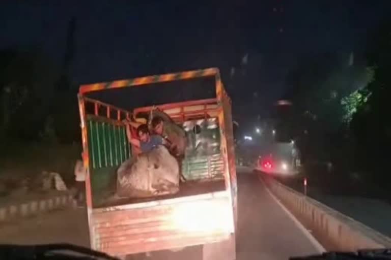 cow smugglers in Gurugram