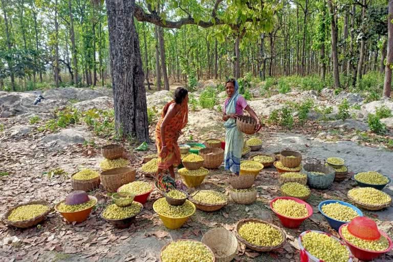 Mahul cultivation in Bankura