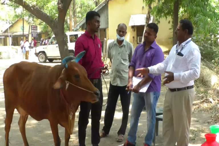 Cattle Handler in Formal Dress