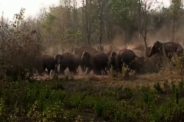 wild elephants active in Ranchi Sonahatu area