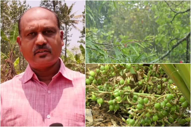 Summer rains bring relief to Idukki agriculture  Summer rains in idukki  കാർഷിക വിളകൾക്ക് ആശ്വാസമായി വേനൽമഴ  ഇടുക്കിയിലെ കര്‍ഷകർക്ക് ആശ്വാസമായി വേനൽ മഴ  Summer rains kerala  ഇടുക്കിയിലെ ഏലം കർഷകർ  ഏലം കർഷകർക്ക് ആശ്വാസമായി വേനൽ മഴ