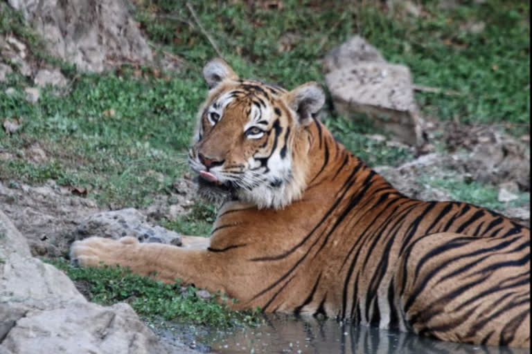 Kanha Tiger Reserve under the grip of Naxalites
