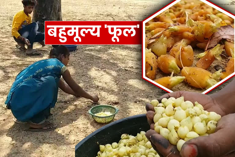 mahua flowers shahdol