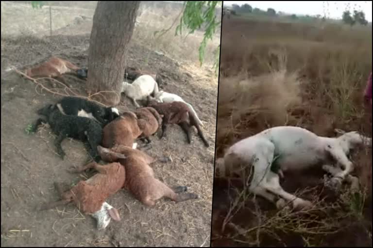 Sheep and horse died due To Thunderbolt In Hubli