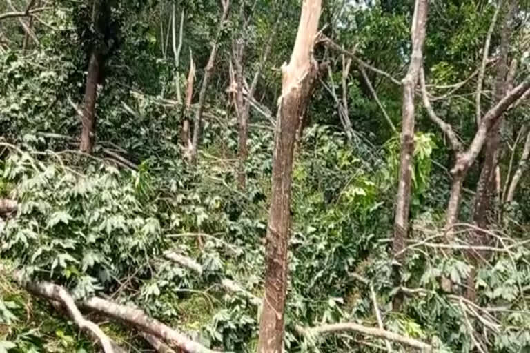 Heavy winds and rains caused damage to the cherupuzha  Heavy winds and rains caused damage  ചെറുപുഴ കനത്ത കാറ്റിലും മഴയിലും മലയോരത്ത് വൻ നാശനഷ്ടം  കനത്ത മഴയും കാറ്റും ചെറുപുഴയിൽ നാശനഷ്‌ടം  കാറ്റിലും മഴയിലും ഗതാഗതം തടസ്സപ്പെട്ടു