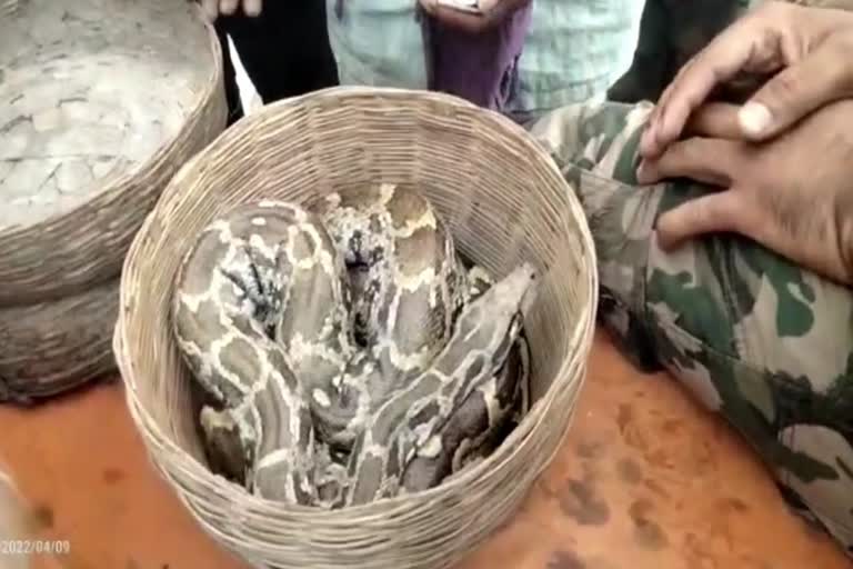 snakes seized from Sapera in Korba