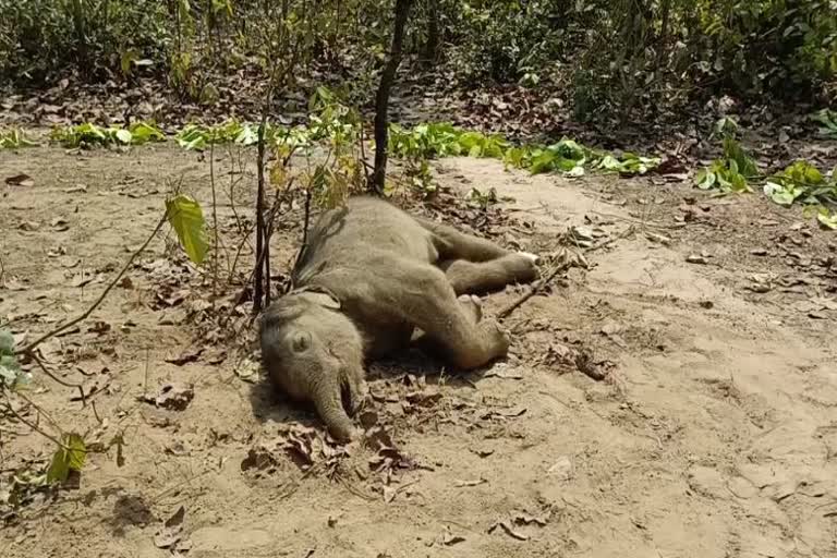 baby elephant death in mayurbhanj