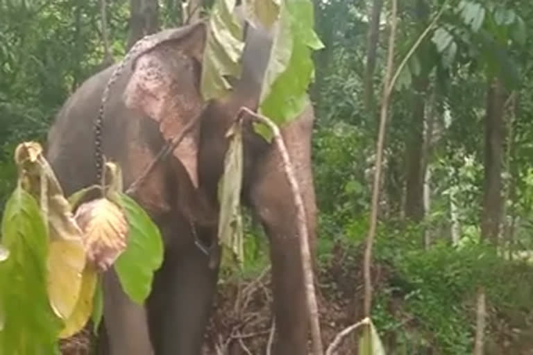 ആന പാപ്പാനെ കുത്തിക്കൊന്നു  തിരുവനന്തപുരം:  പാപ്പാന്‍റെ മൃതദേഹം ആനയുടെ അടുത്ത് നിന്ന് മാറ്റാന്‍ ശ്രമം തുടരുന്നുപാപ്പാന്‍റെ മൃതദേഹം ആനയുടെ അടുത്ത് നിന്ന് മാറ്റാന്‍ ശ്രമം തുടരുന്നു