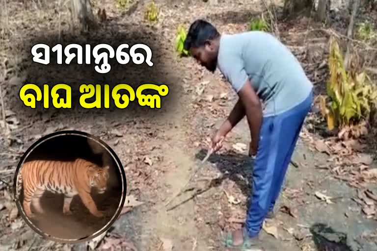 Tiger Terror: ସୀମାନ୍ତ ଜଙ୍ଗଲ ମଧ୍ୟରେ ବାଘ ପାଦଚିହ୍ନ ଠାବ, ଭୟଭୀତ ଲୋକେ