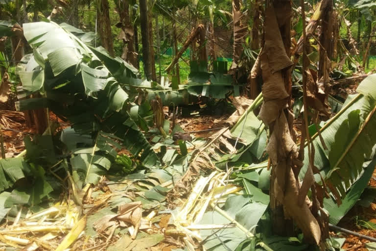 wild animals attack  elephant attack  വന്യമൃഗശല്യത്തിൽ പൊറുതിമുട്ടി അട്ടപ്പാടി  വന്യമൃഗശല്യത്തിൽ വലഞ്ഞ് നാട്ടുകാർ  അട്ടപ്പാടിയിൽ വന്യമൃഗശല്യം