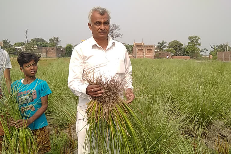 Khus farming in Gopalganj