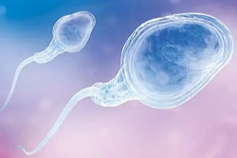 Covid Impact On Male Fertility