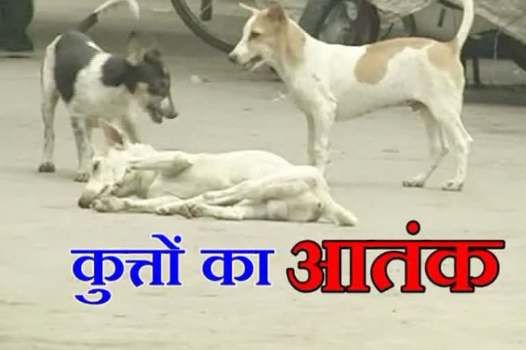 Stray dog bite girl in chhatarpur