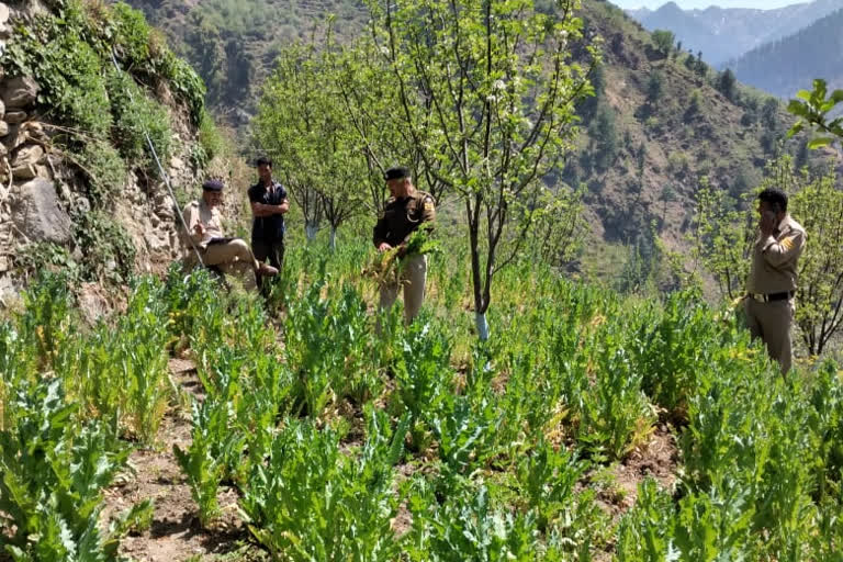 Illegal cultivation of opium in Kullu