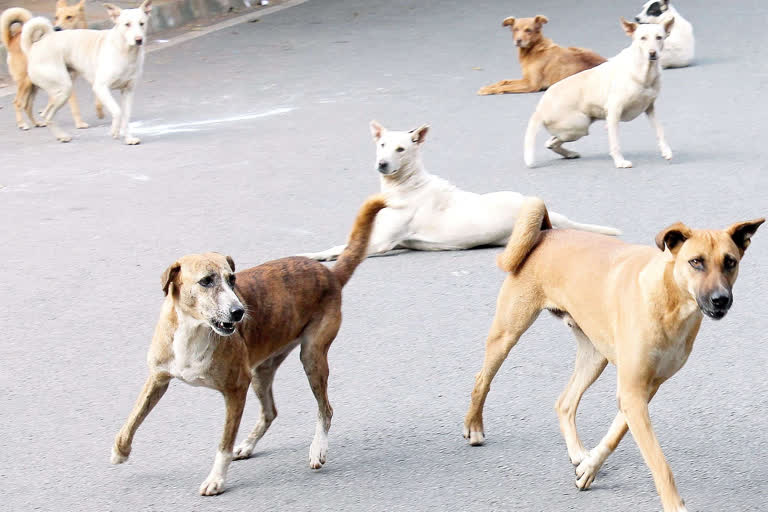 Stray Dog Sterilisation by Health Department of KMC