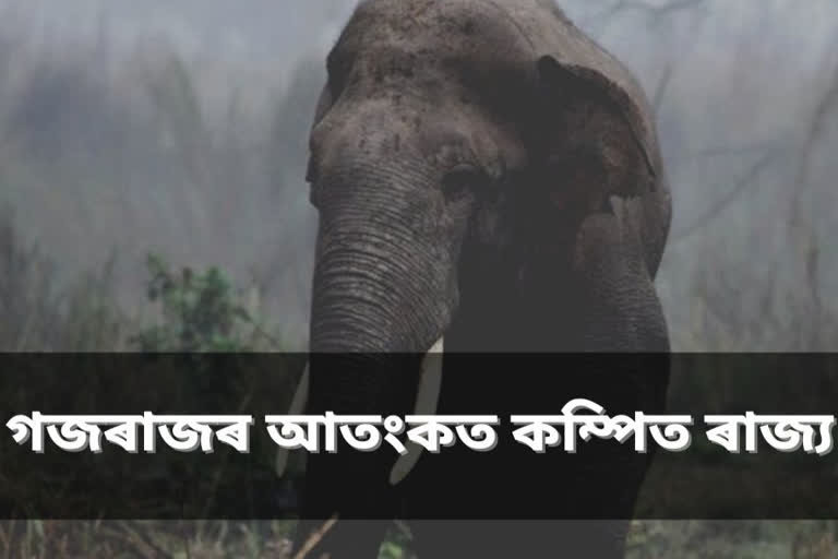 wild elephant terror in different parts of the state