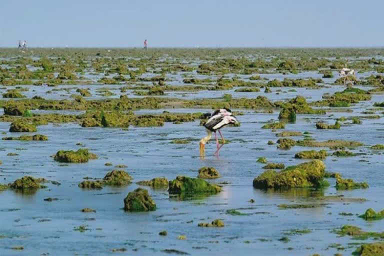 Piroton Island in Jamnagar: જામનગરનો પીરોટન ટાપુ ઓક્ટોબર સુધી પ્રવાસીઓ માટે બંધ