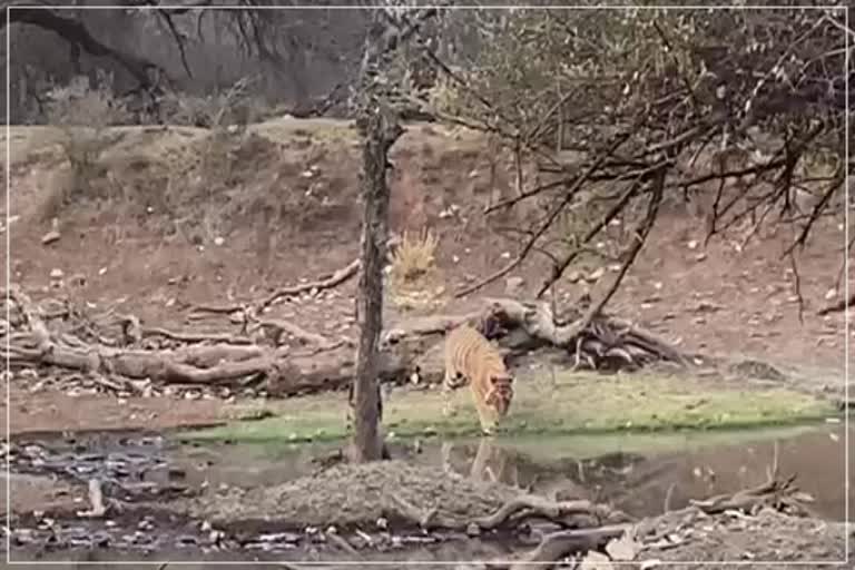 Tigress in Ranthambore National Park