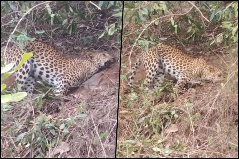 puthoor cheerakkadavu leopard dead  പാലക്കാട് കമ്പിവേലിയില്‍ അകപ്പെട്ട പുള്ളിപുലി ചത്ത നിലയിൽ  പാലക്കാട് പുതൂരില്‍ പുള്ളിപുലി ചത്ത നിലയിൽ  puthoor Leopard found dead  പാലക്കാട് ഇന്നത്തെ വാര്‍ത്ത  Palakkad todays news