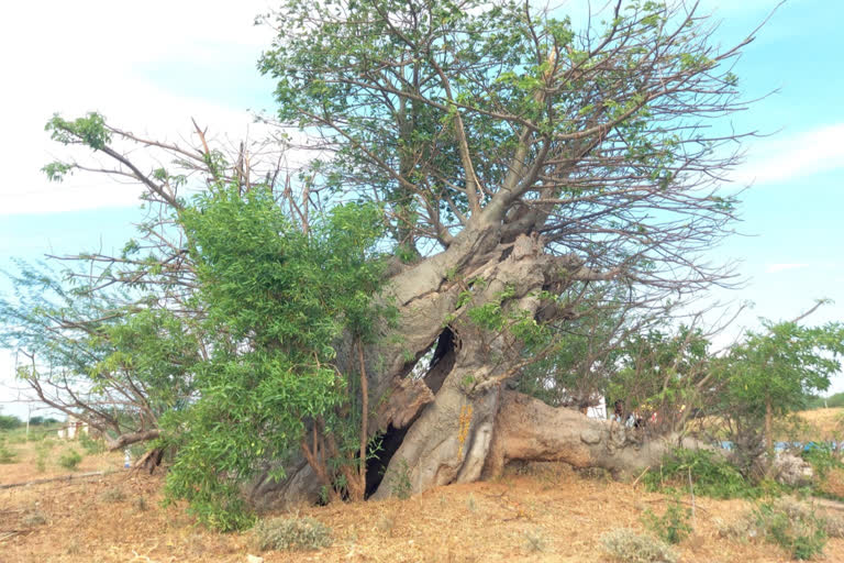 tamarind Tree