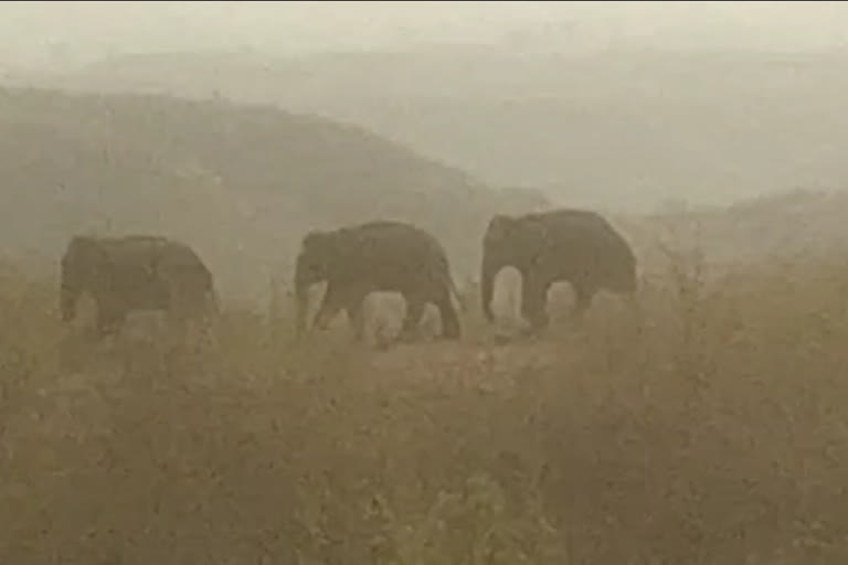 Terror of elephants in Shahdol