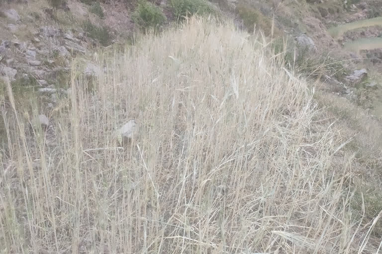 Damage to crops in Karsog.