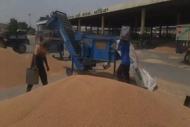 Wheat yield decreased due to change in weather conditions in rabi crop