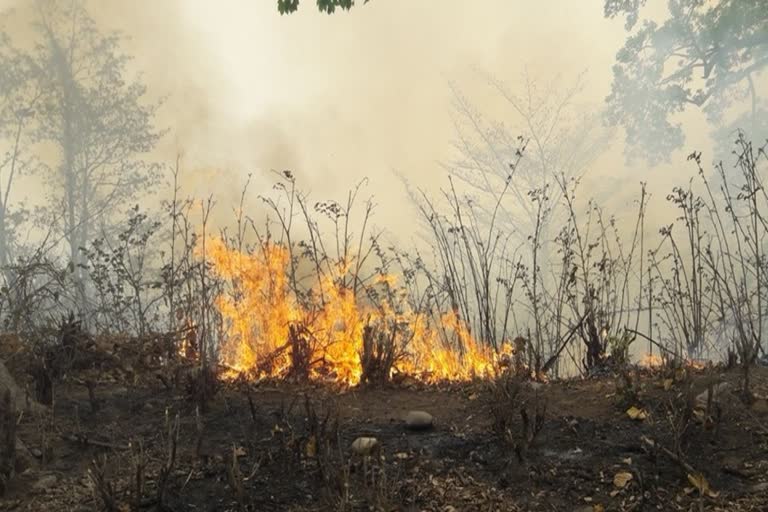 fire-broke-out-in-bijrani-buffer-zone-area-of-corbett-park