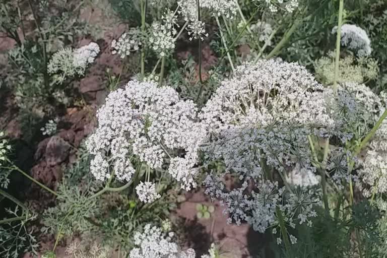 Honeybee On Carrot Plants: જૂનાગઢમાં થતી દેશી ગાજરની ખેતી મધમાખીઓ માટે આશ્રયસ્થાન